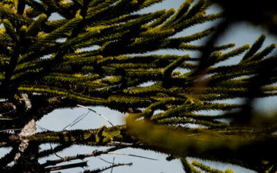 WHAT FORESTS CAN TEACH US